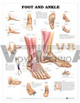 Foot and Ankle Anatomical Chart